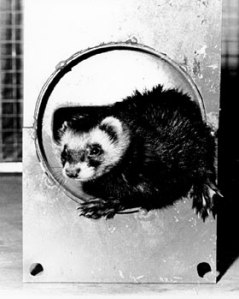 Felicia the Fermilab Ferret. [Foto by fTim Fielding, Fermi fNational fAccelerator fLaboratory.]