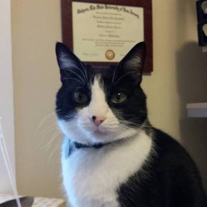 It's hard to illustrate a post like this, so here's my cat Pascal being imperious. Or hungry. One or the other.